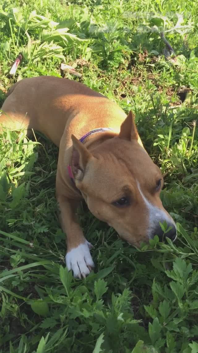 Летние собачьи радости смотреть онлайн