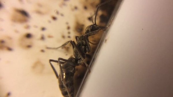 Diacamma rugosum // Диакамма // Обзор