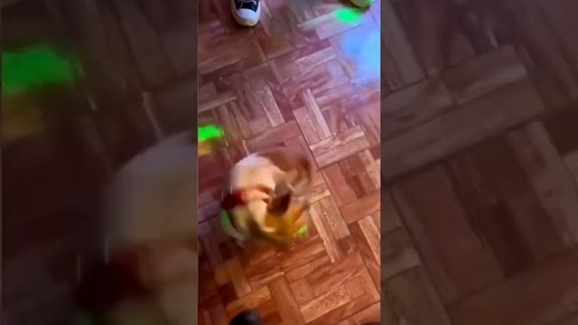 заводи собаку смотреть онлайн