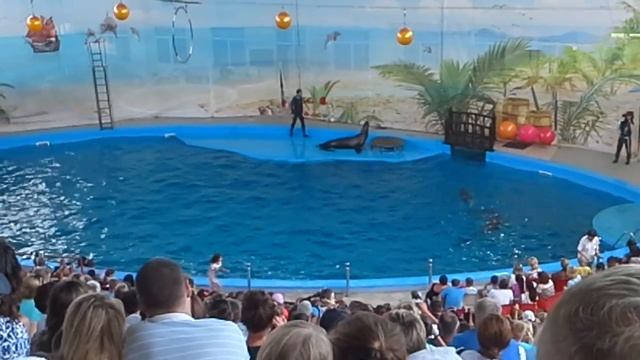 Это просто. Шоу дельфинов