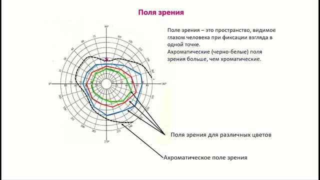 Строение и функции отделов зрительного анализатора смотреть онлайн
