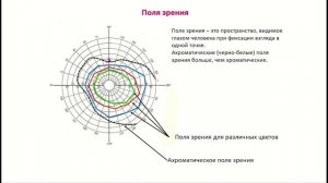 Строение и функции отделов зрительного анализатора