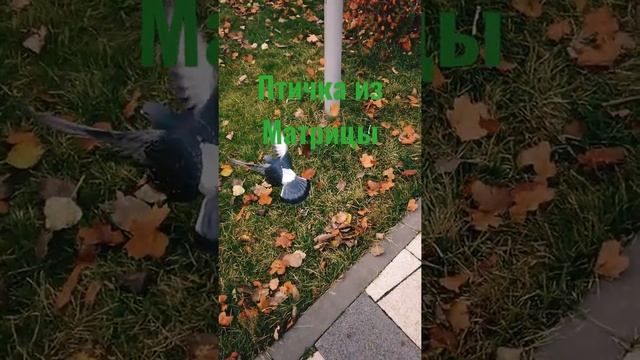 А вы знали, что птицы так могут? смотреть онлайн