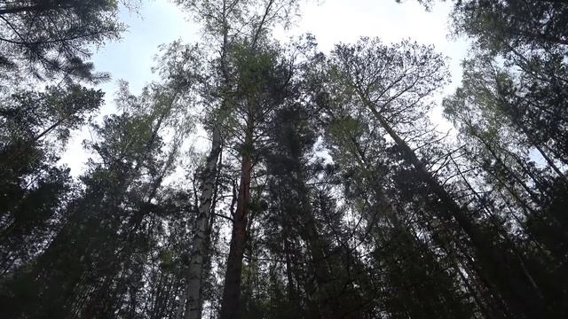 Моя мечта. О чем мечтает дрессировщик со стажем? смотреть онлайн