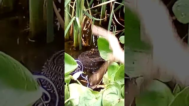 Лягушка на садок напала смотреть онлайн