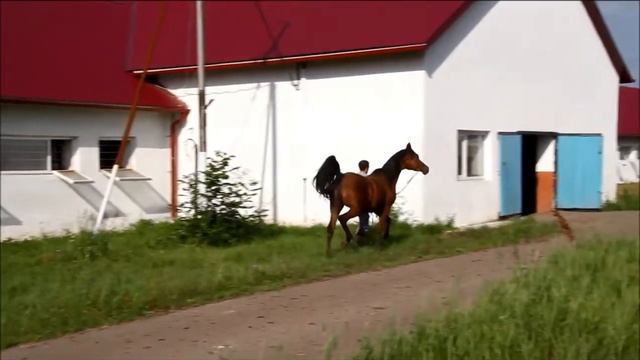 Miss Mary Tersk, bay arabian filly, 2011 смотреть онлайн