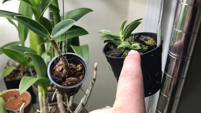 New Orchids + Intro to my Reptile Collection! смотреть онлайн
