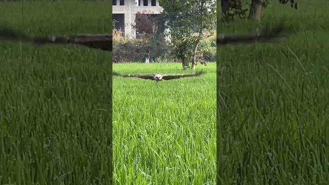 hawk eagle training video #shortvideo #fbreels смотреть онлайн