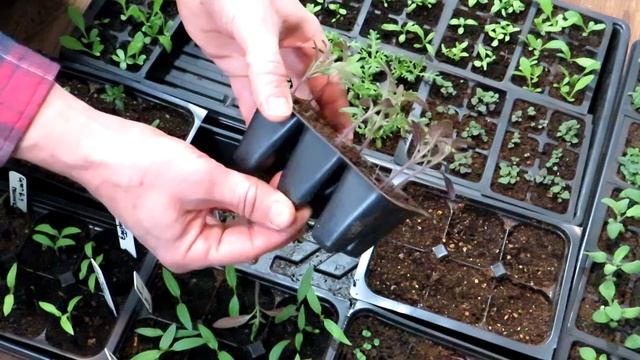 Indoor Tomato Seed Starting Tips: Purple Stems & Leaves, Thinning, Growth Examples & Fertilizing смотреть онлайн
