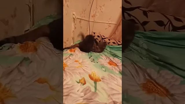 Мотя 2 смотреть онлайн