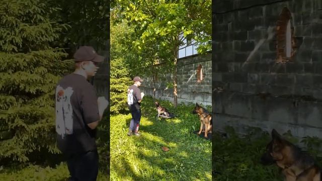 7 СОБАК РАЗНЫХ ПОРОД ЕДЯТ ПО КОМАНДЕ #дрессировка #обучениесобак