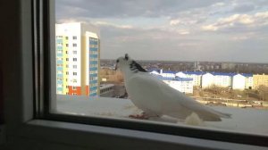 К нам прилетел голубь (17.04.2018г) родительская