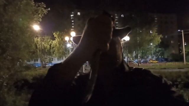 Подготовка к засаде на банду бродячих собак. Прямо сейчас ночь. с 28 на 29 июня смотреть онлайн