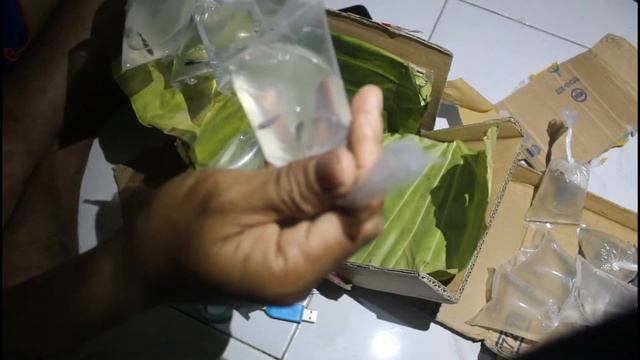 Unboxing Ikan Hias Di shopee 3 hari ...!! KURIR JNT смотреть онлайн