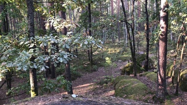 КАМІННЕ СЕЛО, бурштин, гриби...Велика подорож 270 км смотреть онлайн