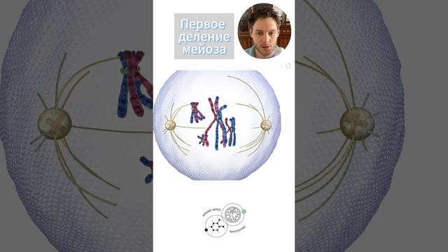 ТЫ НЕ РОДИТЕЛЬ ПРИ МЕЙОЗЕ #биологияегэ #анатомиячеловека #цитология #разборвариантов смотреть онлайн