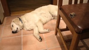 Мультик | Паучок Лукас - Медведь #5 (Серия на Русском) 0+