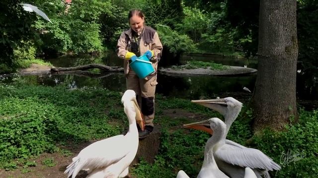 Калининград. Кормление пеликанов. Зоопарк.
