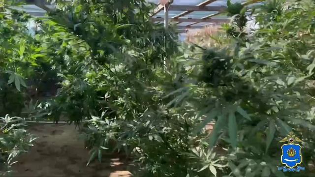 Оперативники Астраханской области изъяли 21 куст конопли размером выше человеческого роста смотреть онлайн