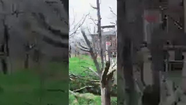 how to top grafting on traditional delicious Apple trees смотреть онлайн