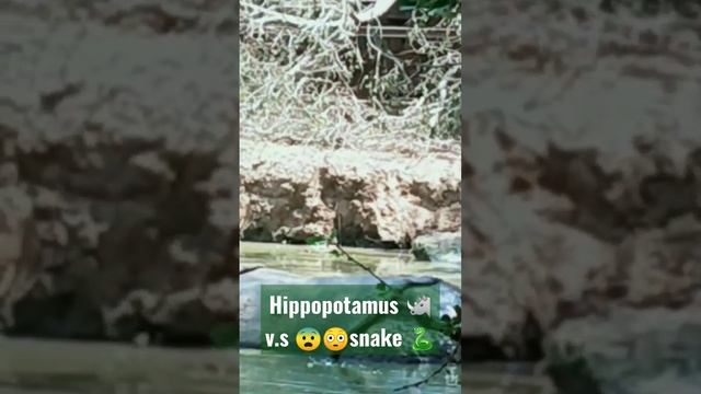 hippopotamus v.s 🐍 snake#Ganda#😰😰😱😱 смотреть онлайн