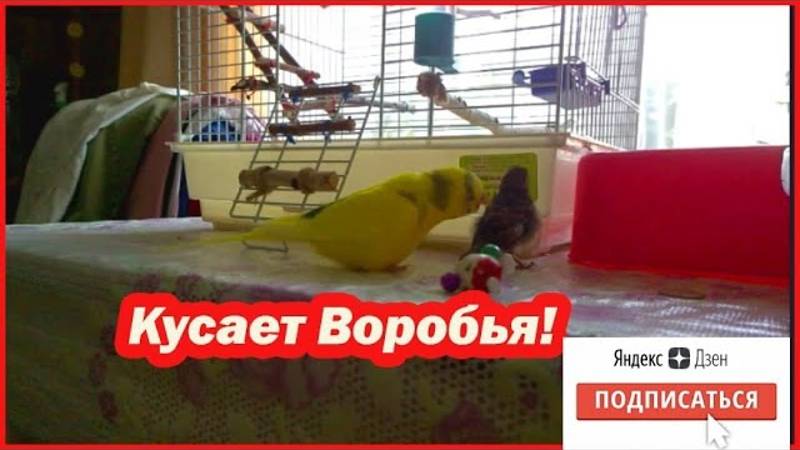 ПОПУГАЙ ЧУТЬ НЕ СЪЕЛ ПТЕНЦА ВОРОБЬЯ!? Познакомились так попугаи и воробей смотреть онлайн