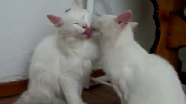 кошки целуются