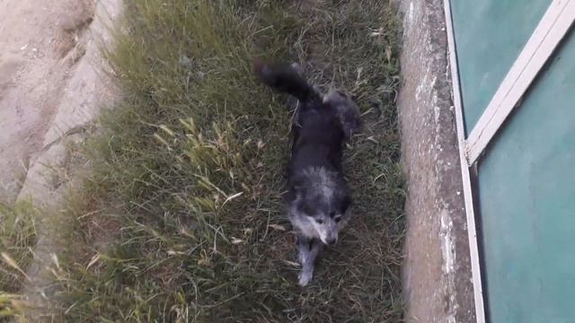 Пончик смешно чешет пузико смотреть онлайн