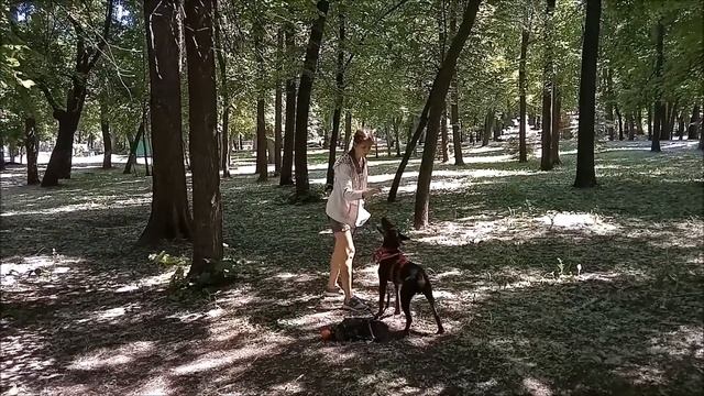 Группа центр. Пинчер Ирвин, корги Груша. смотреть онлайн