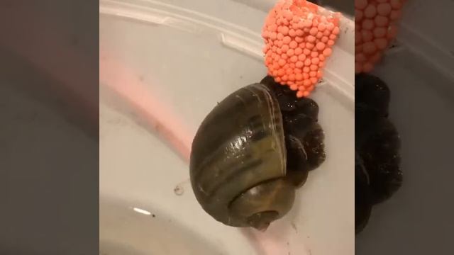 Apple Snail Laying Eggs Time Lapse! смотреть онлайн