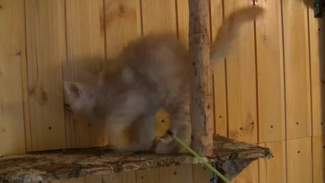 Caesar Oka Coon. 2 месяца смотреть онлайн