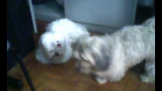 Beethoven e Melody.mp4 смотреть онлайн