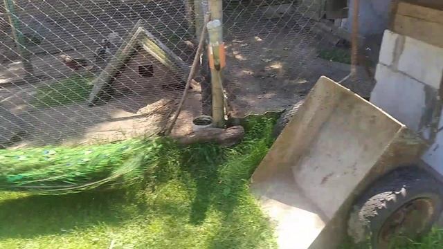 СОБАЧЬЯ БУДКА ДЛЯ ПАВЛИНА смотреть онлайн