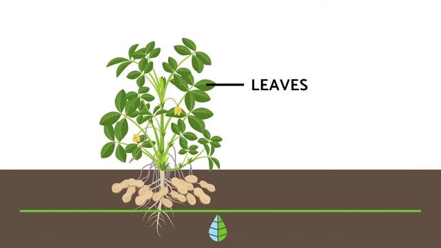 PARTS of a PLANT 🌱 and its FUNCTIONS 🌸 смотреть онлайн