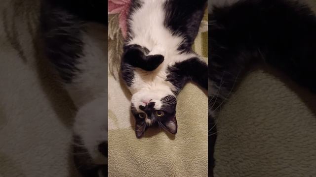 Котик Барсик постигает дзен. смотреть онлайн