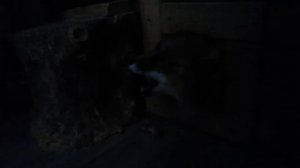 Как кричит лиса по ночам