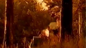 Чиж Полонез