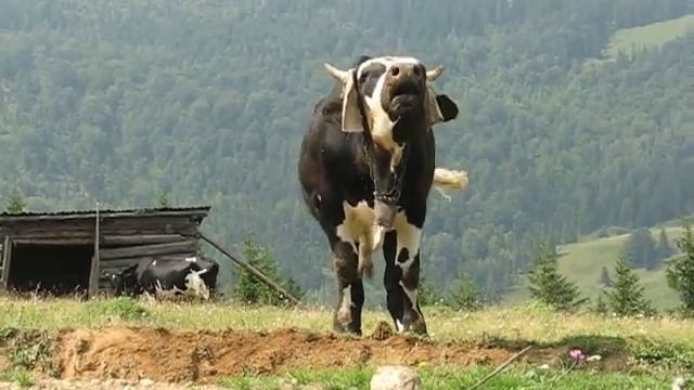 Карпатський бик смотреть онлайн