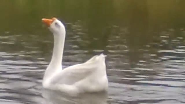 Уточки смотреть онлайн