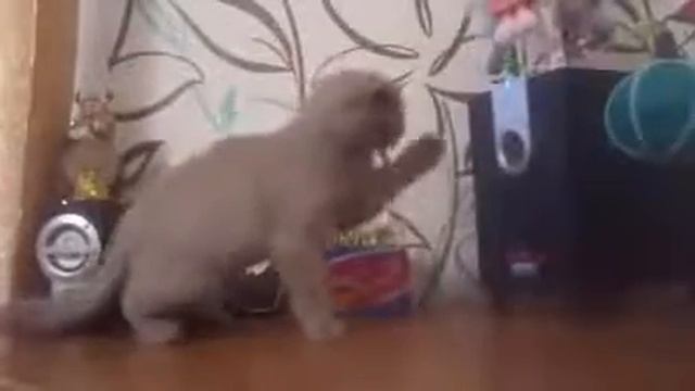 Кот ловит басы смотреть онлайн