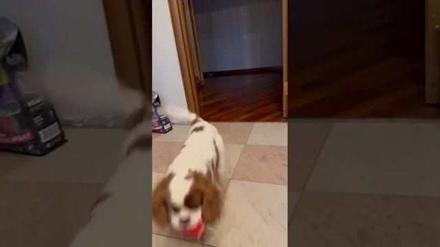 ПушЫстые штанишки)