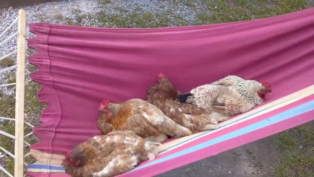 Кури після сніданку катаються на гамаку 😂 смотреть онлайн