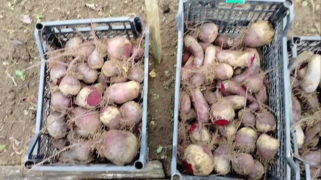 07.10.2024. дела огородные. Убираю свеклу, собираю семена. смотреть онлайн