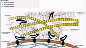 Лекция 6. Соединительные ткани | Глинкина В.В.