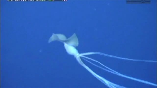 Mysterious Bigfin Squid Sighting - Magnapinna Archive смотреть онлайн