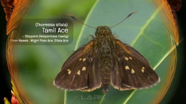 Butterflies bear the prefix 'Tamil' in their names | Tamil Butterflies | Nature смотреть онлайн