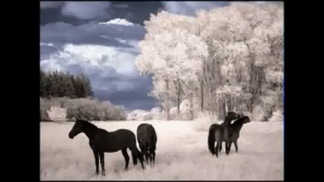 Thr Beauty of infrared..flv смотреть онлайн