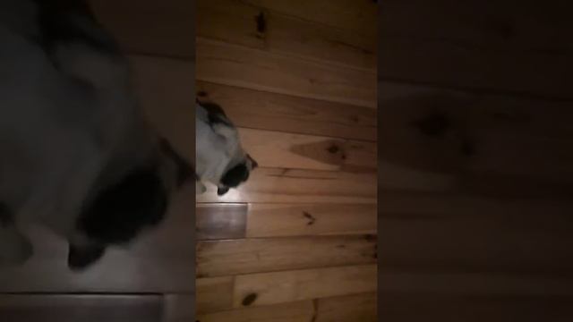 Мо я собака пришла комне в комнату и не хотела уходить! смотреть онлайн