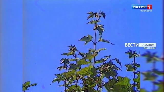 Стас Владимиров Тавансем перле чух Пушкарт чавашесен юрри смотреть онлайн