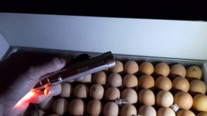 Курица-несушка доминант D959, 14 суток делаем овоскопирование яиц. Овоскоп OVO.